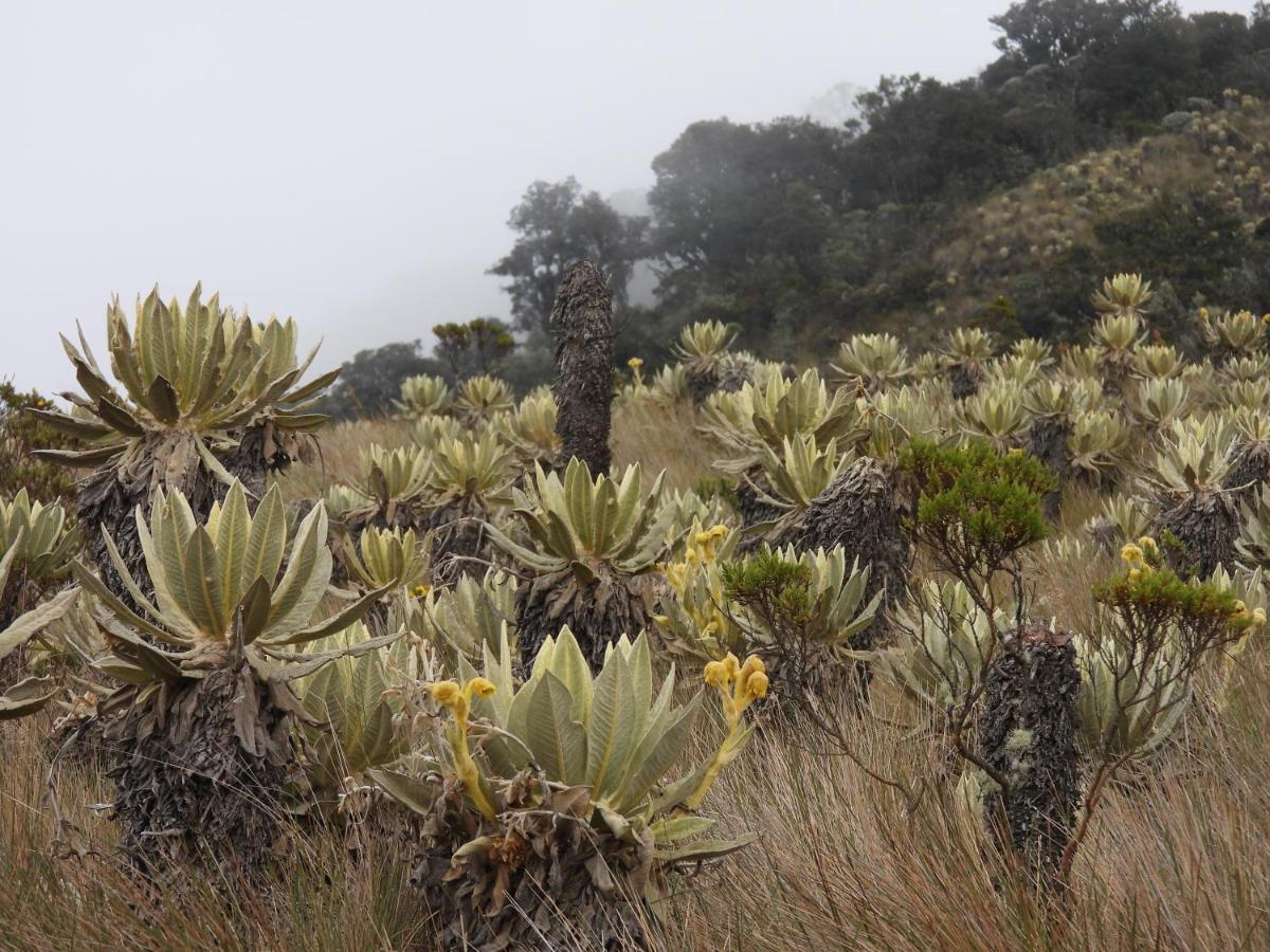 Finca Tradicional El Otono Пихао Экстерьер фото