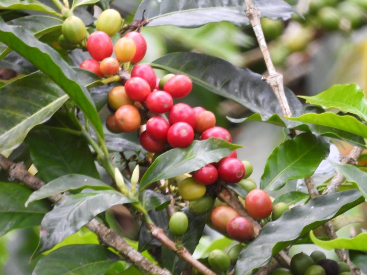 Finca Tradicional El Otono Пихао Экстерьер фото