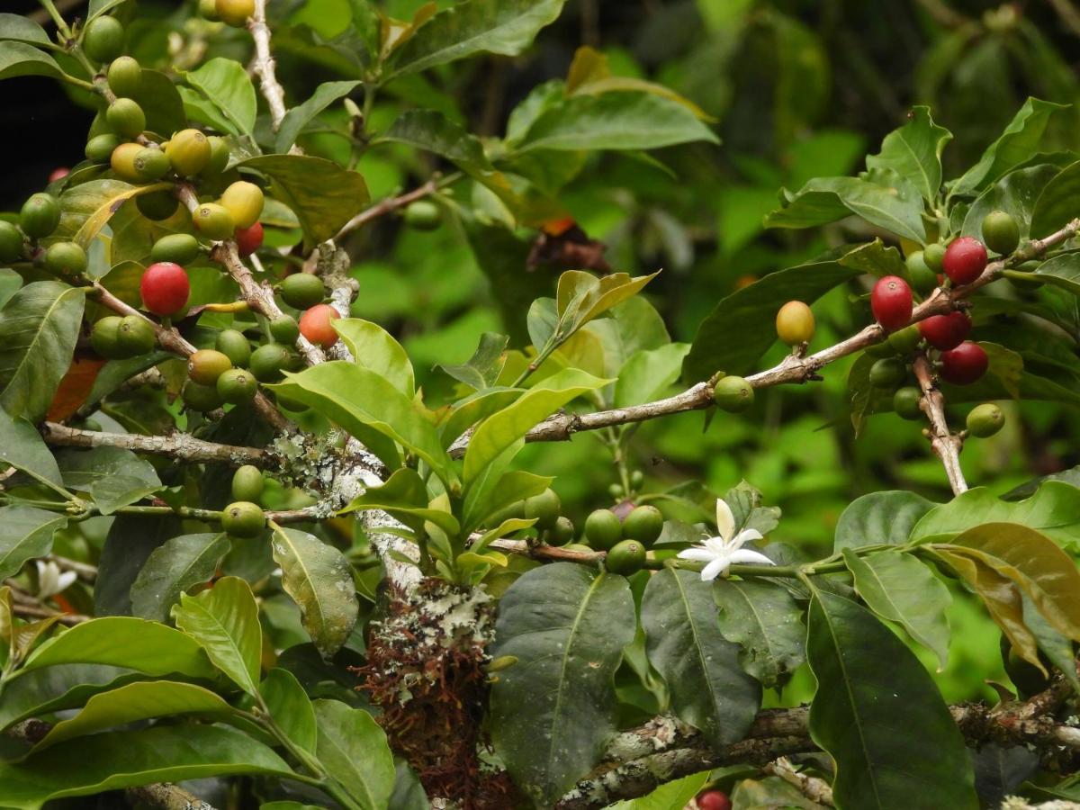 Finca Tradicional El Otono Пихао Экстерьер фото