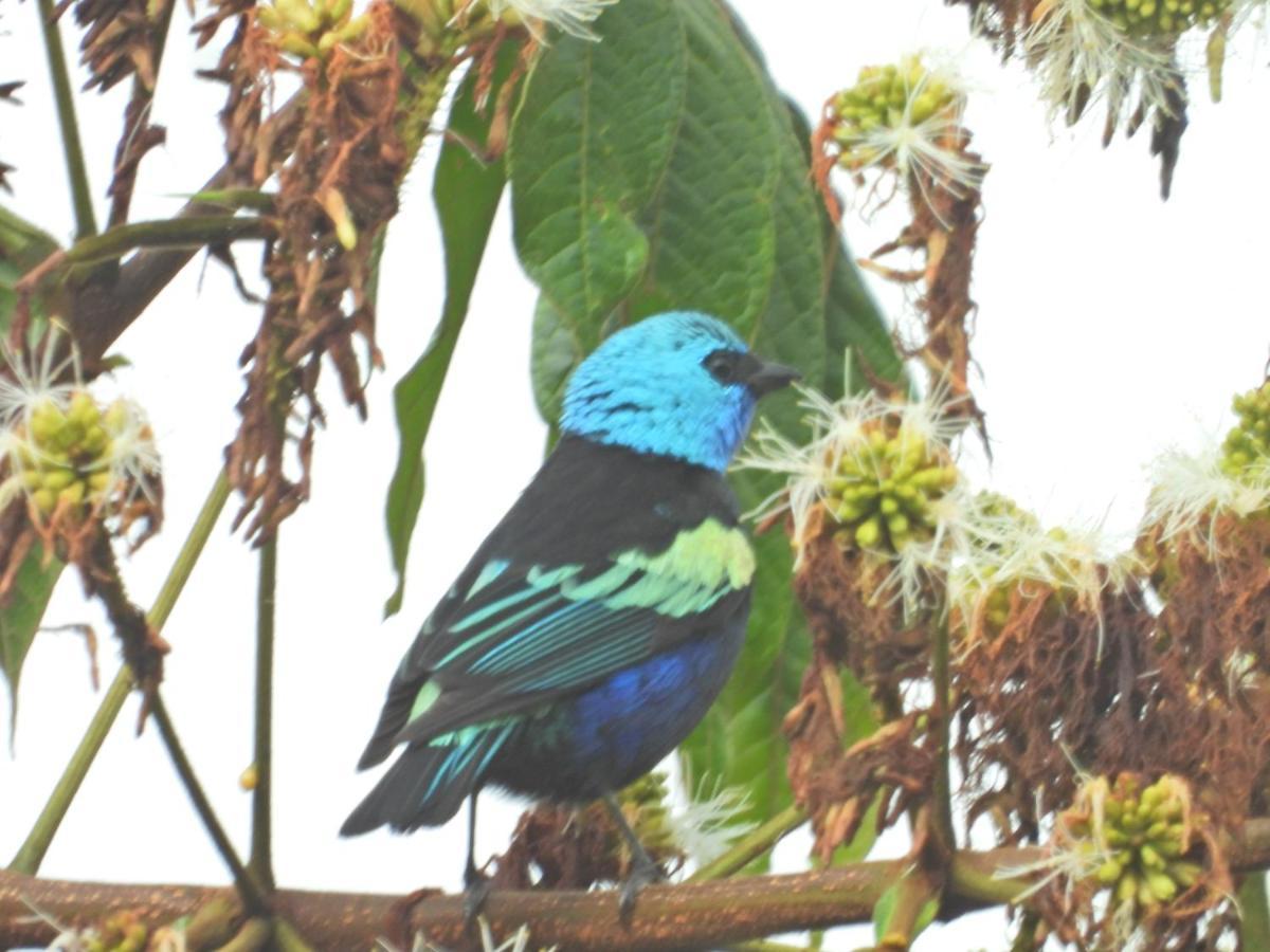 Finca Tradicional El Otono Пихао Экстерьер фото